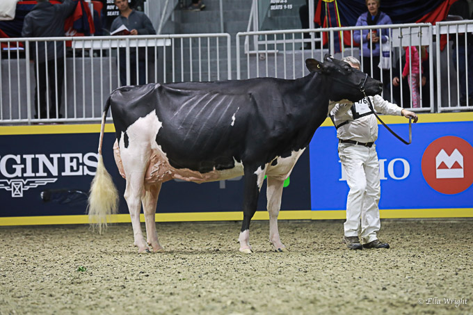 219RWF Holstein -4254