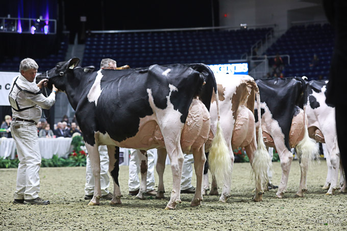 219RWF Holstein -4350