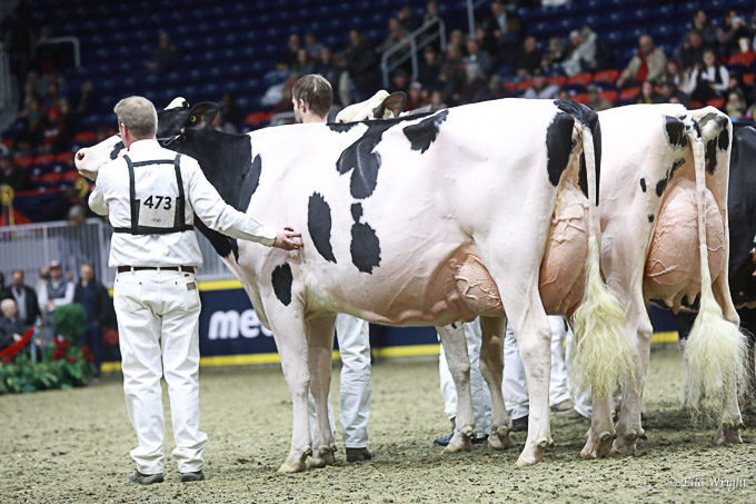 219RWF Holstein -4395