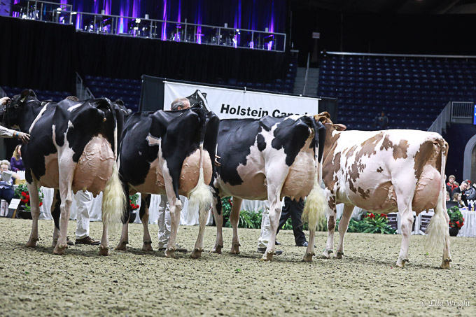 219RWF Holstein -4402