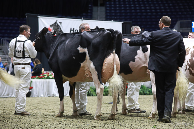 219RWF Holstein -4410