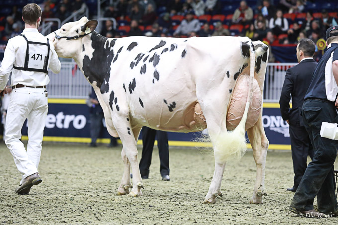 219RWF Holstein -4418