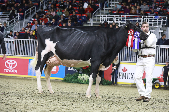 219RWF Holstein -4466