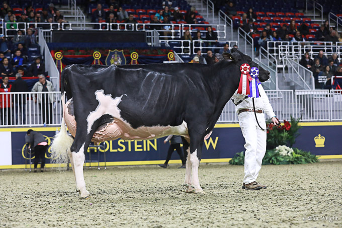 219RWF Holstein -4471