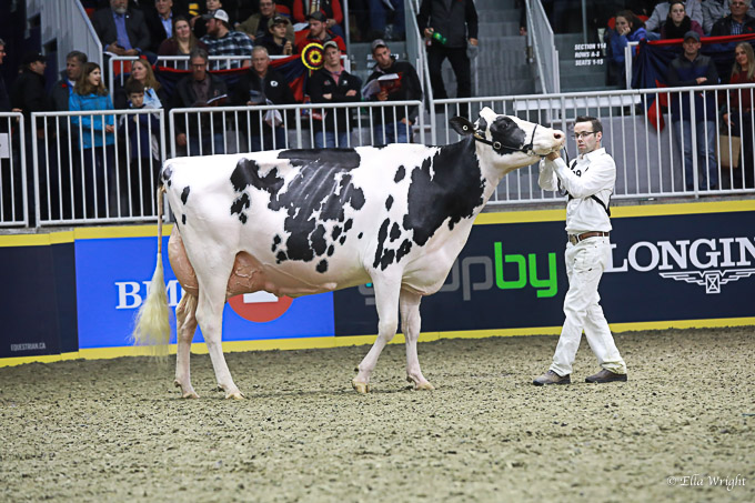 219RWF Holstein -4507