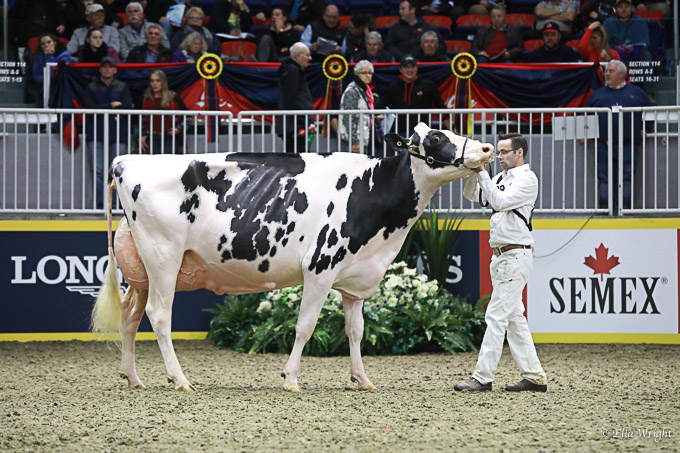 219RWF Holstein -4511