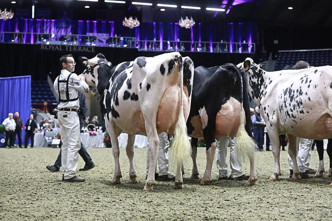 219RWF Holstein -4541