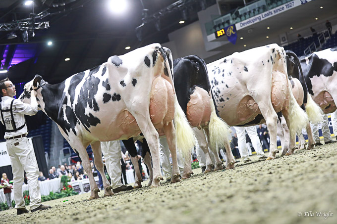 219RWF Holstein -4555