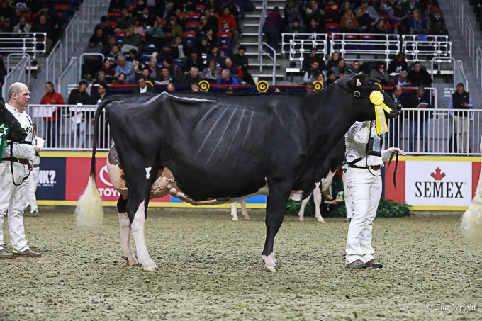 219RWF Holstein -4646