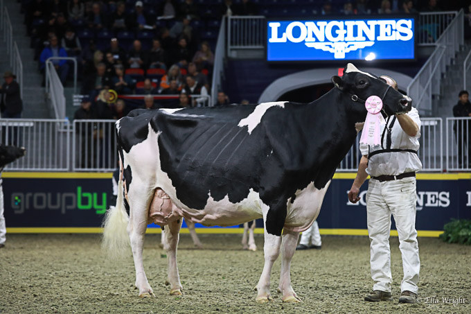 219RWF Holstein -4648