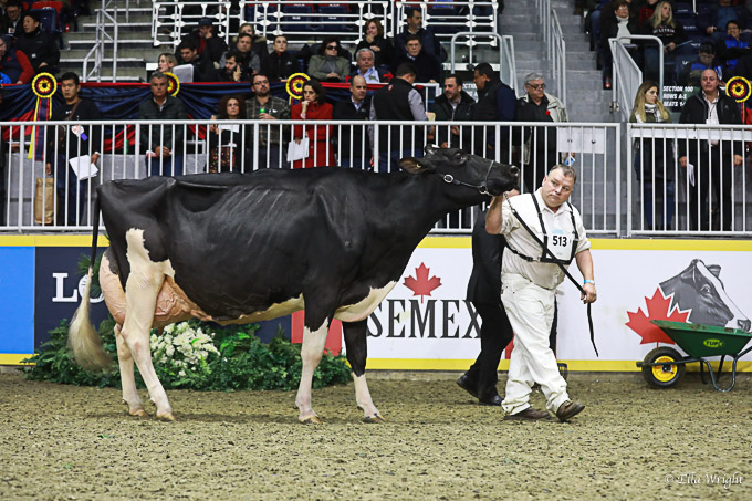 219RWF Holstein -4757