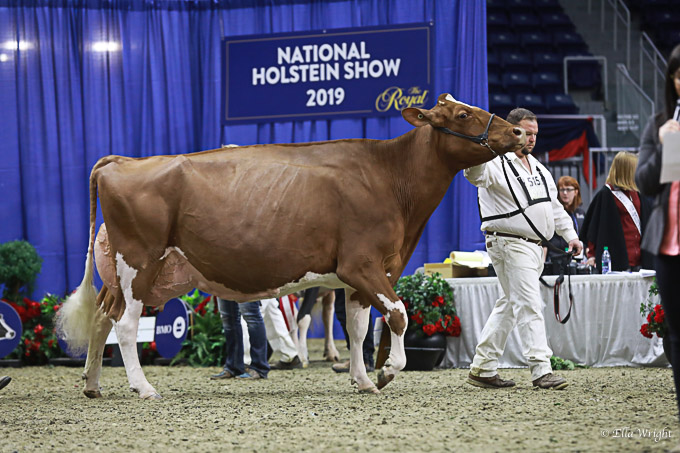 219RWF Holstein -4784