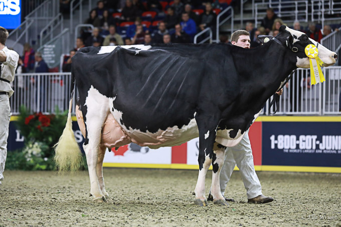 219RWF Holstein -4874