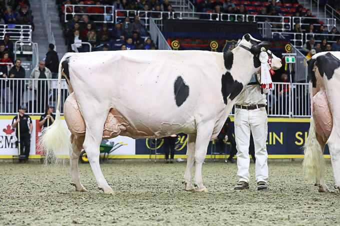 219RWF Holstein -4883