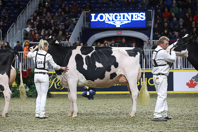 219RWF Holstein -4948