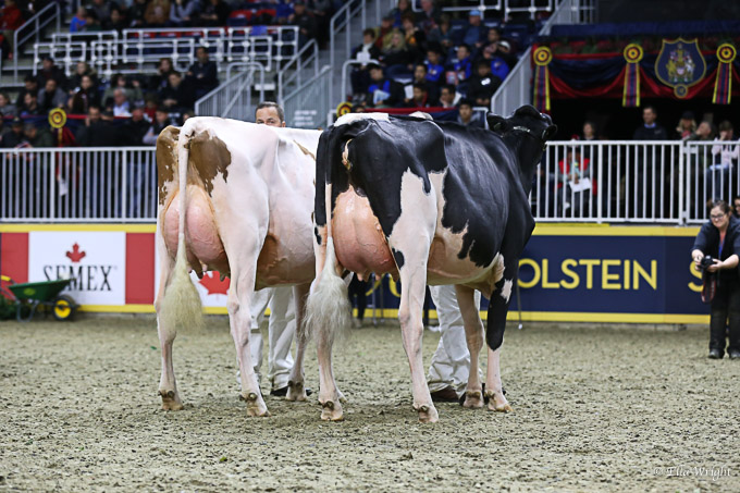 219RWF Holstein-9327