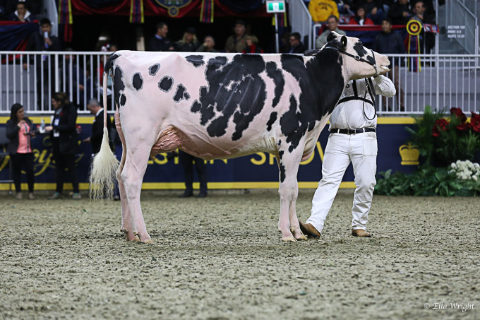 219RWF Holstein-9350
