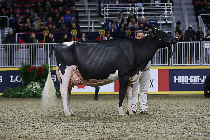 219RWF Holstein-9372