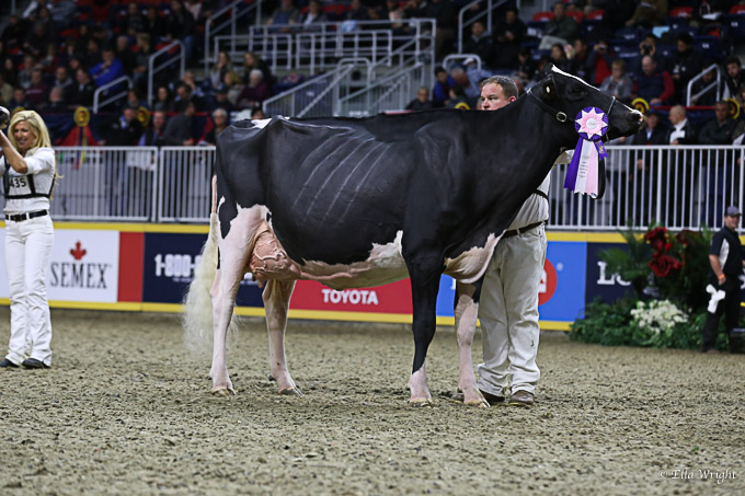 219RWF Holstein-9407