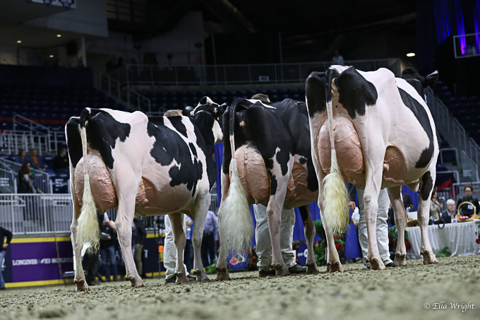 219RWF Holstein-9421