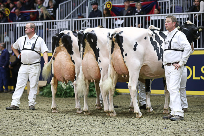 219RWF Holstein -9470