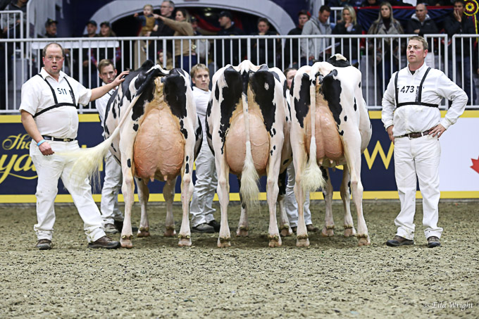 219RWF Holstein -9473