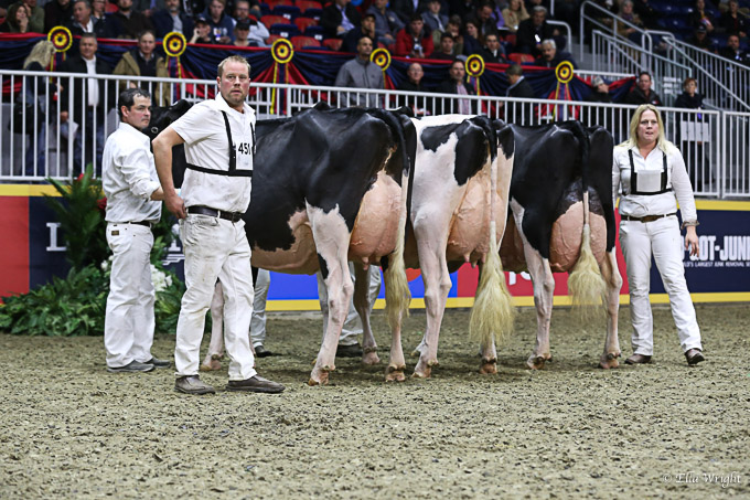 219RWF Holstein -9482