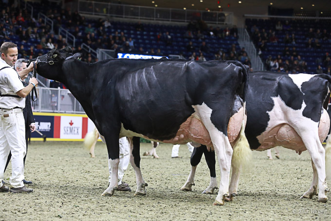 219RWF Holstein dat-4686