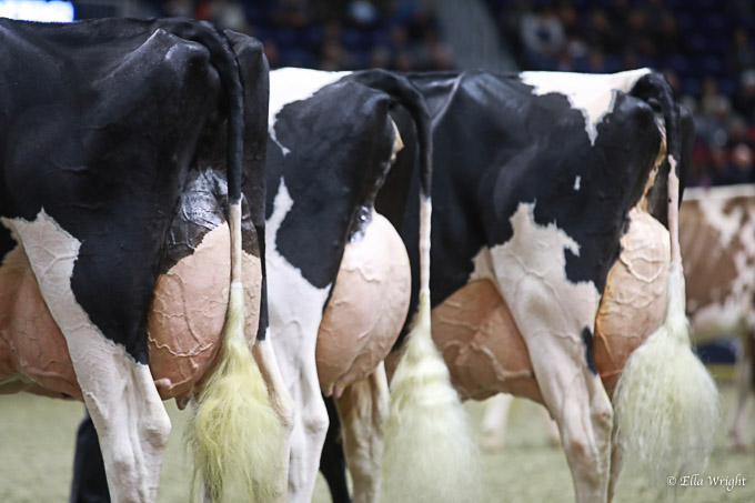 219RWF Holstein dat-4689