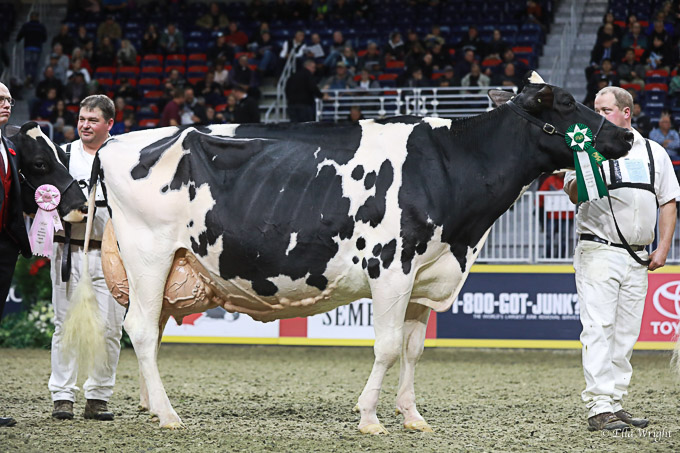 219RWF Holstein dat-4733