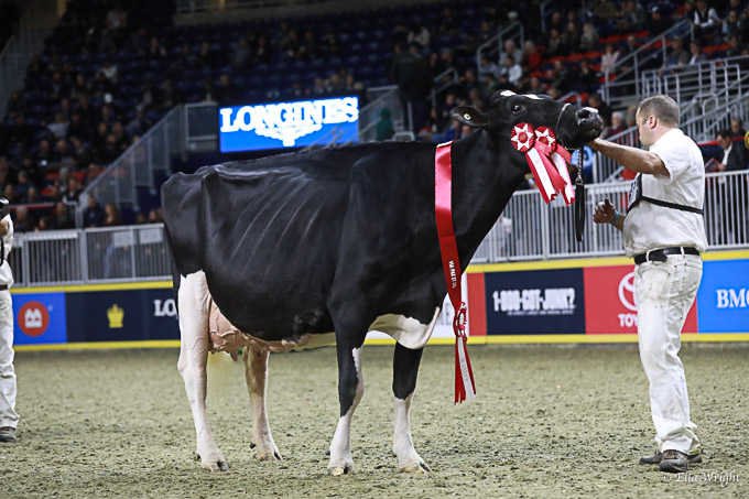 219RWF Holstein dat-4739