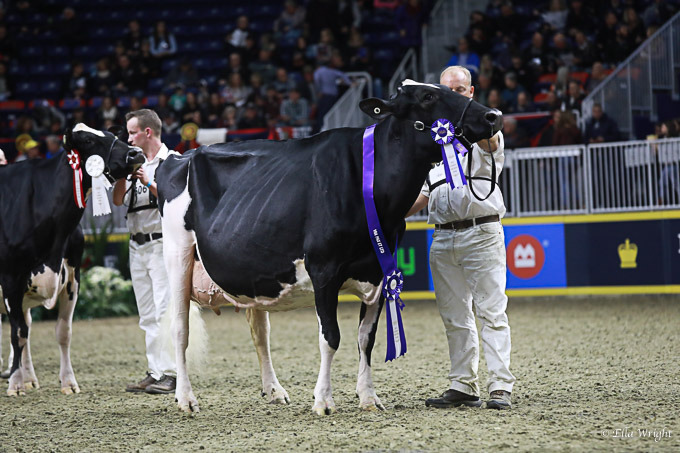 219RWF Holstein dat-4740